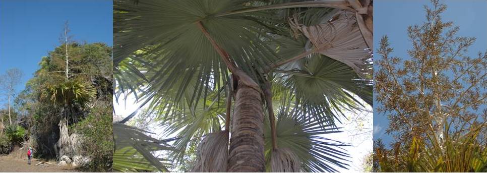 Tahina spectabilis suicide palm